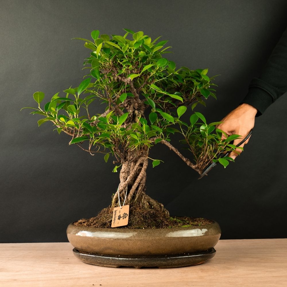preise bonsai Japanese Apricot Bonsai Tree  Bella Bonsai Nursery