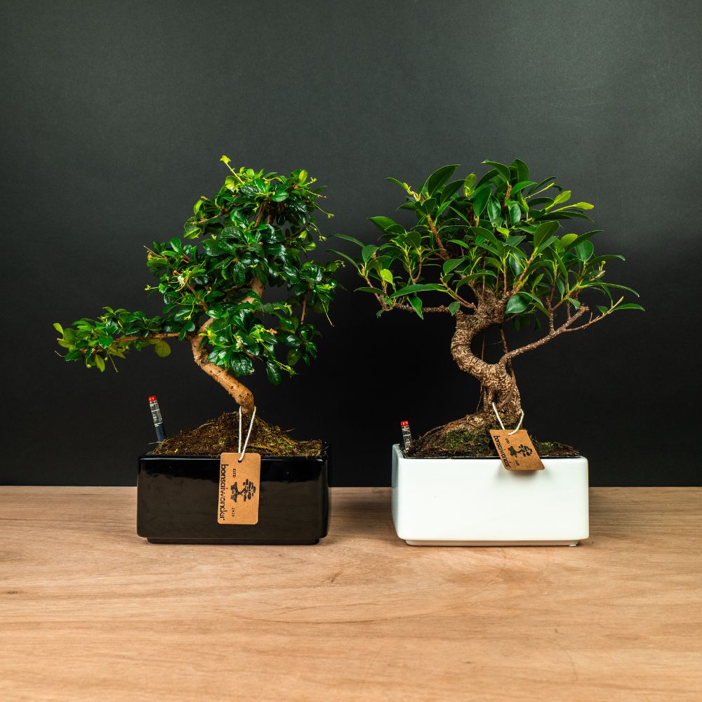 bonsai za jednostavno odravanje  bonsai stabla koja se lako odravaju |  Bonsaiwonder