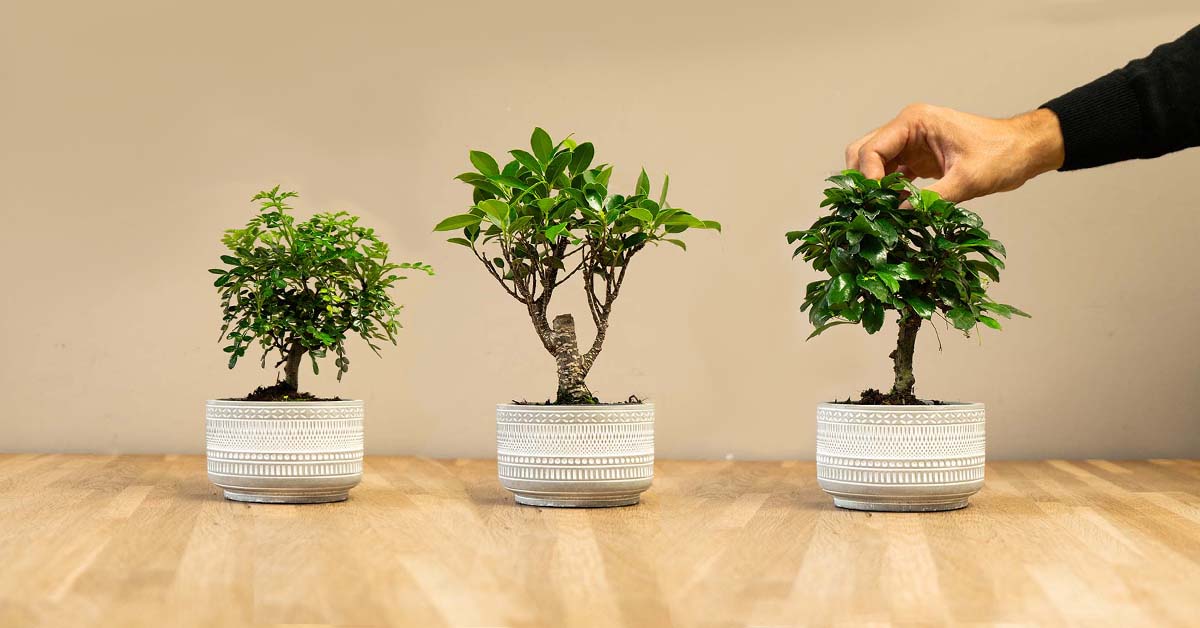 sakura bonsai tree for sale Mysterious Wisteria Bonsai