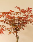 Acer Classique