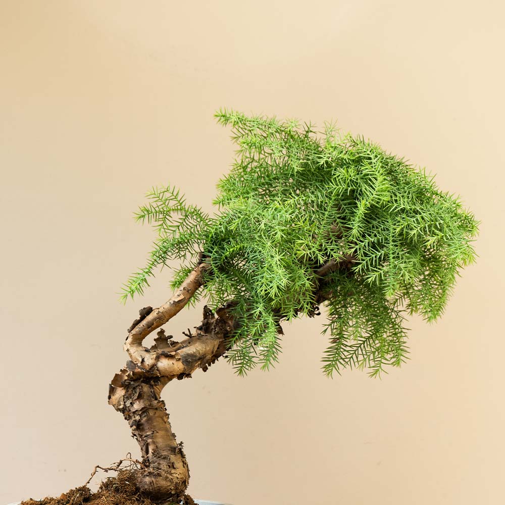 araucaria cunninghamii bonsai Araucaria Daija