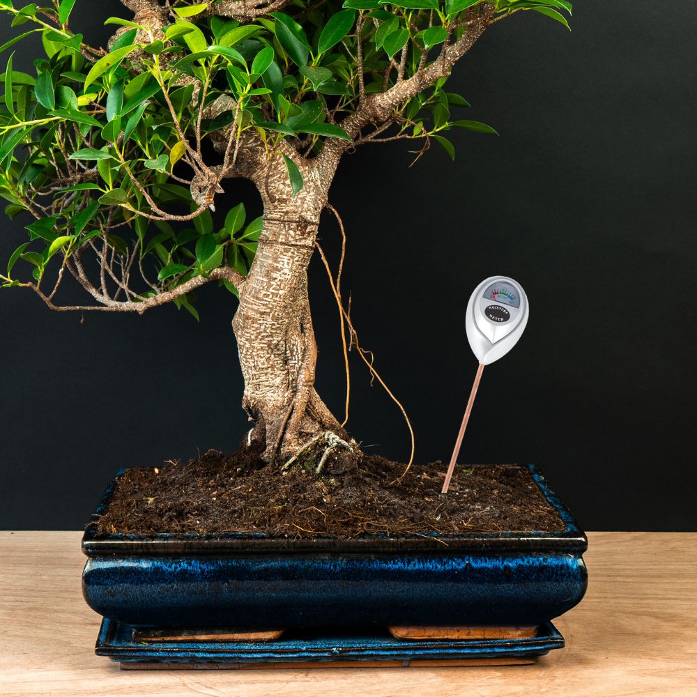 bonsai trocken Bonsai-Boden-Feuchtigkeitsmesser kaufen