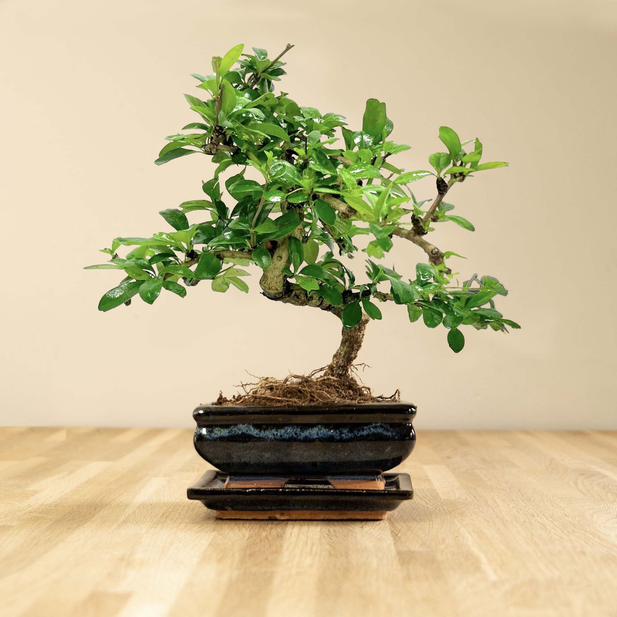 Carmona Katachi - 6 jaar oud - binnen bonsai | Bonsaiwonder