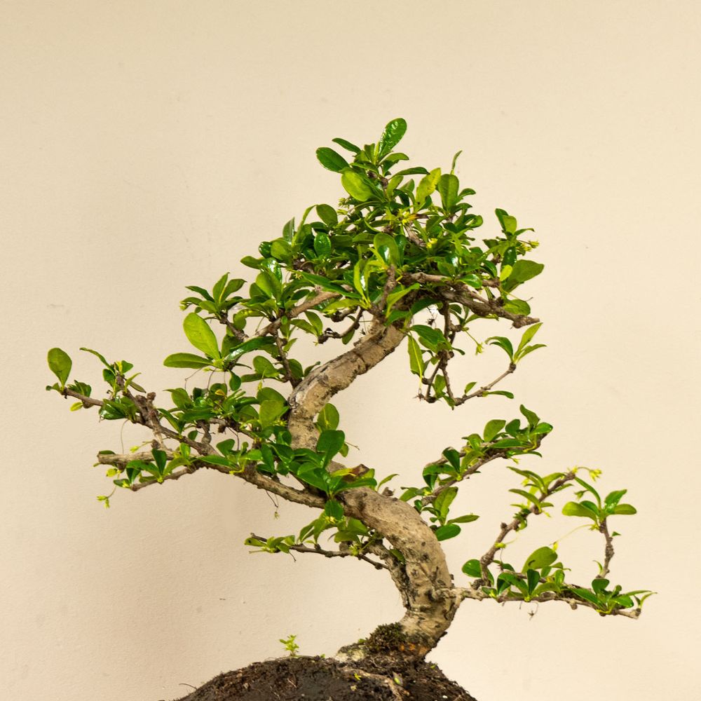 Carmona Chuu - 13 anos - bonsai de interior | Bonsaiwonder  bonsaiwonder