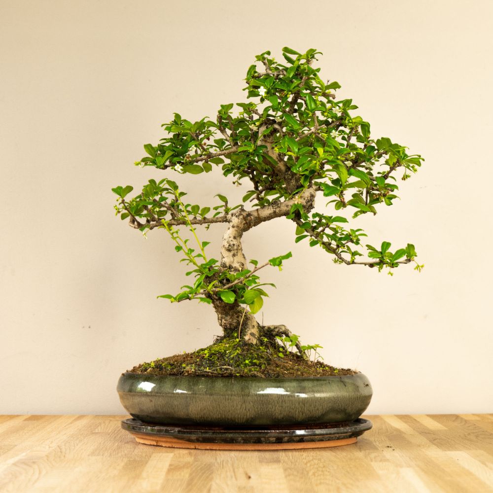 Bonsaiwonder | Carmona Dai - 17 years old - buy indoor bonsai