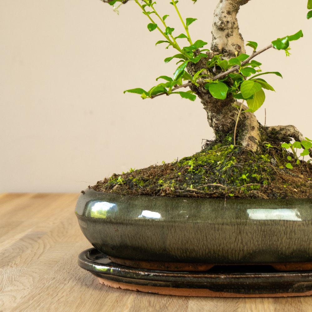 Bonsaiwonder | Carmona Dai - 17 years old - buy indoor bonsai