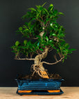 Ficus Starterset - essentieel