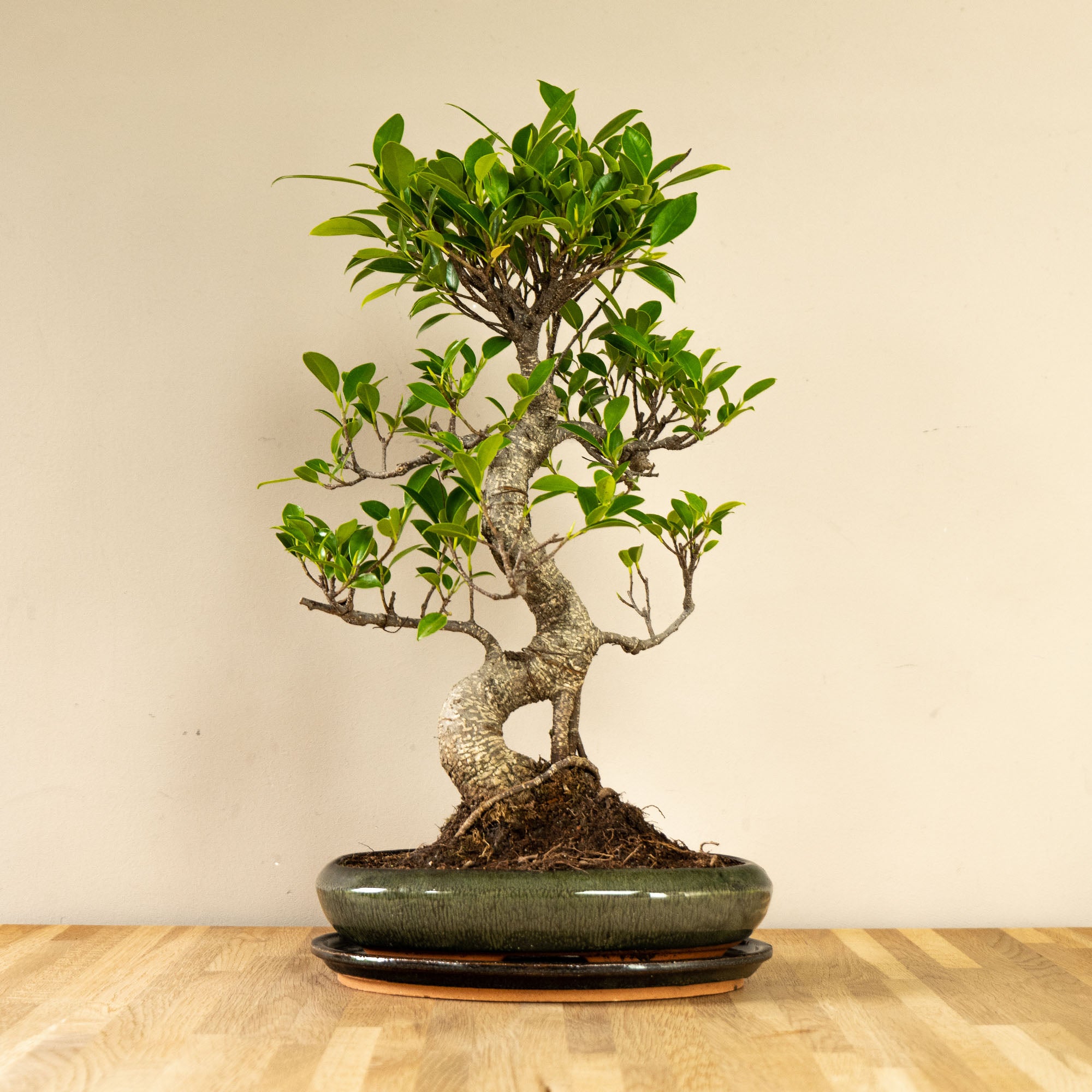 Arbore bonsai | Ficus Dakou Suru – bonsaiwonder®