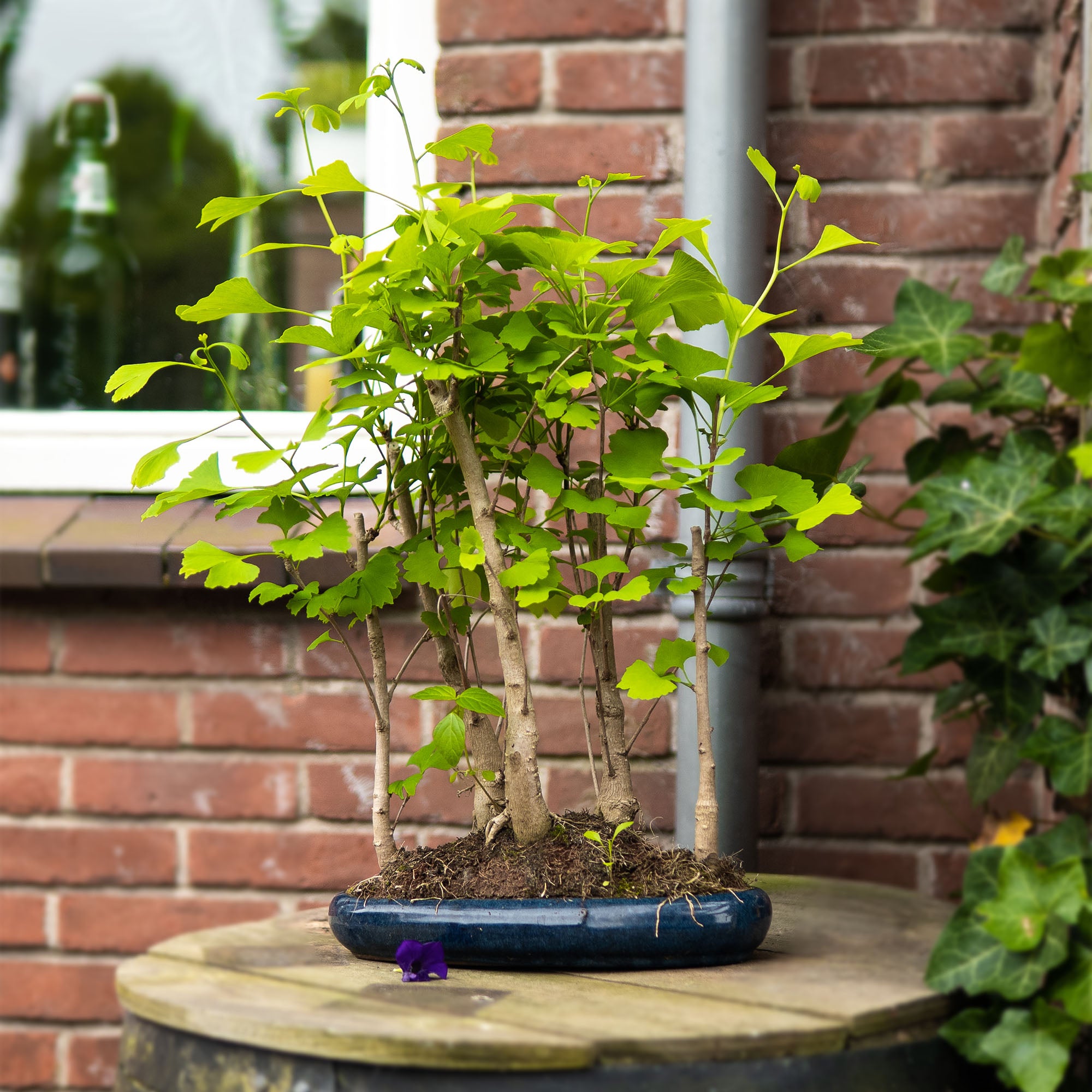 ginkgo biloba bonsai tree Ginkgo Forest