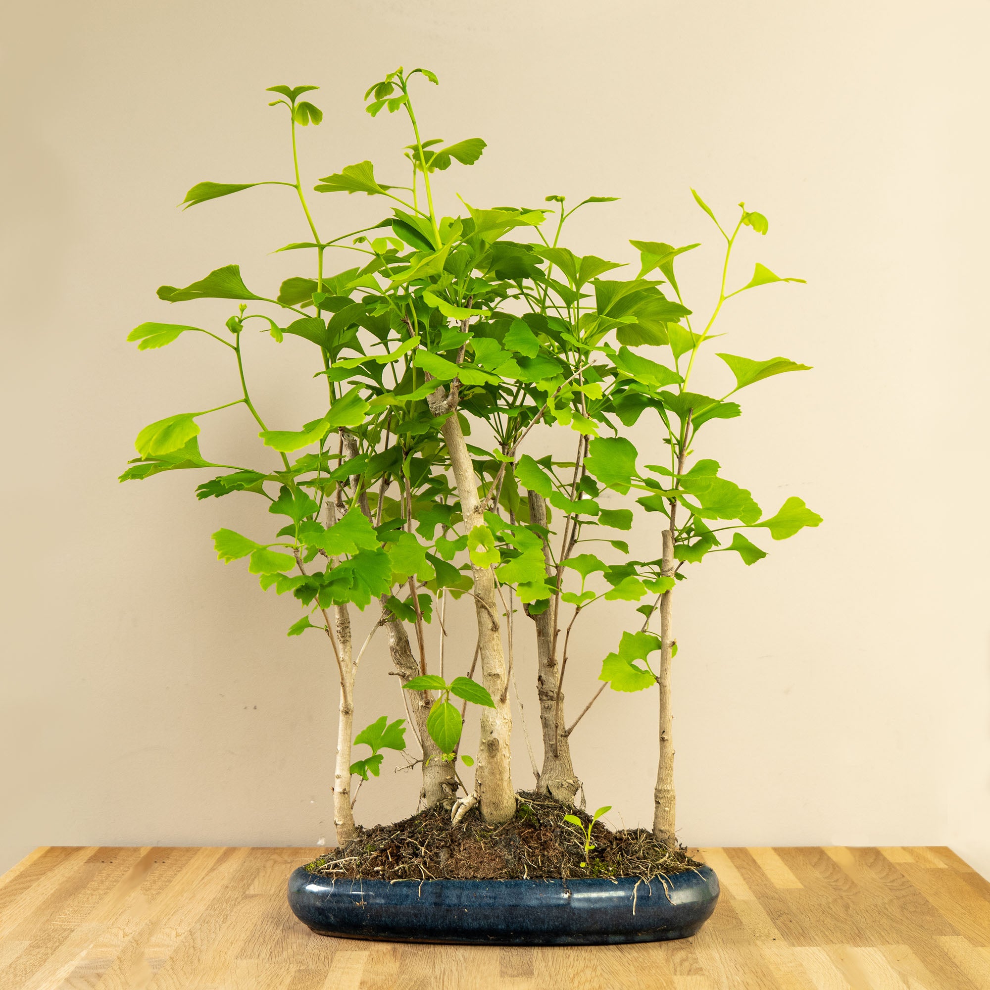 bonsai tree