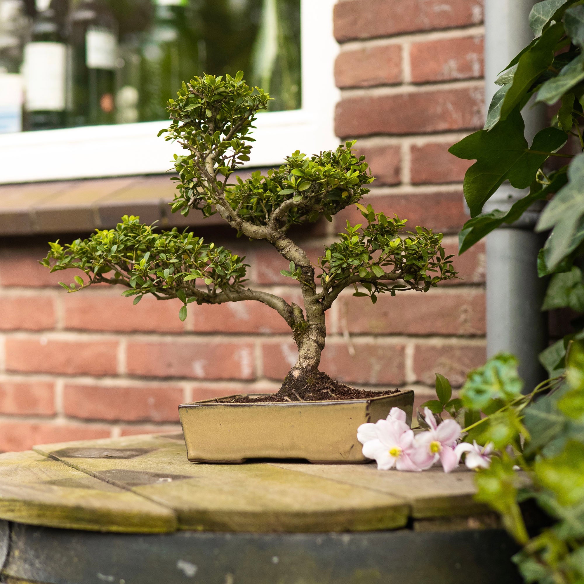 Bonsaiwonder | ILEX Crenata - Outdoor bonsai - buy ILEX Classic
