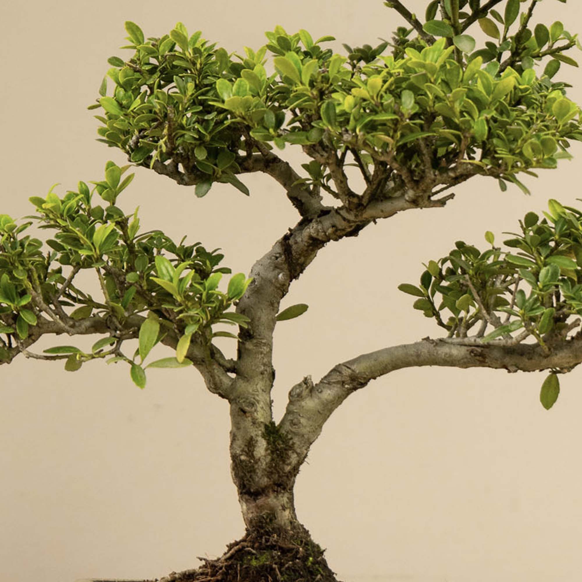 BONSAIWONDER | ILEX Crenata - Buiten Bonsai - Ilex classic kopen