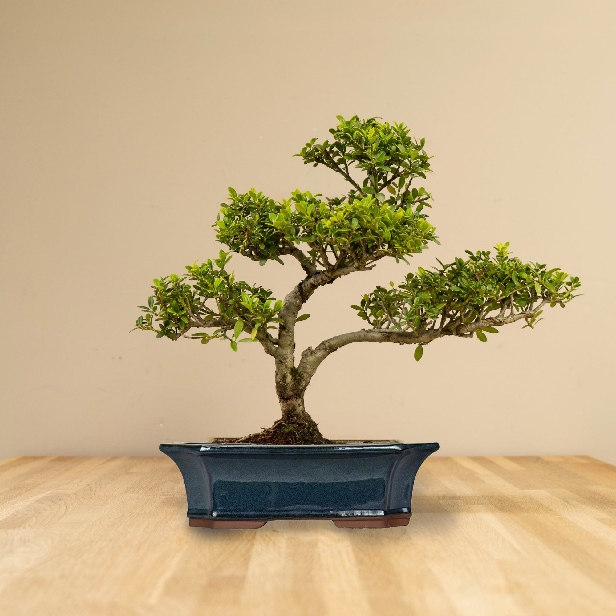 BONSAIWONDER | ILEX Crenata - Buiten Bonsai - Ilex classic kopen