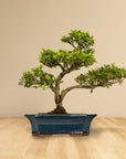 ILEX Classique