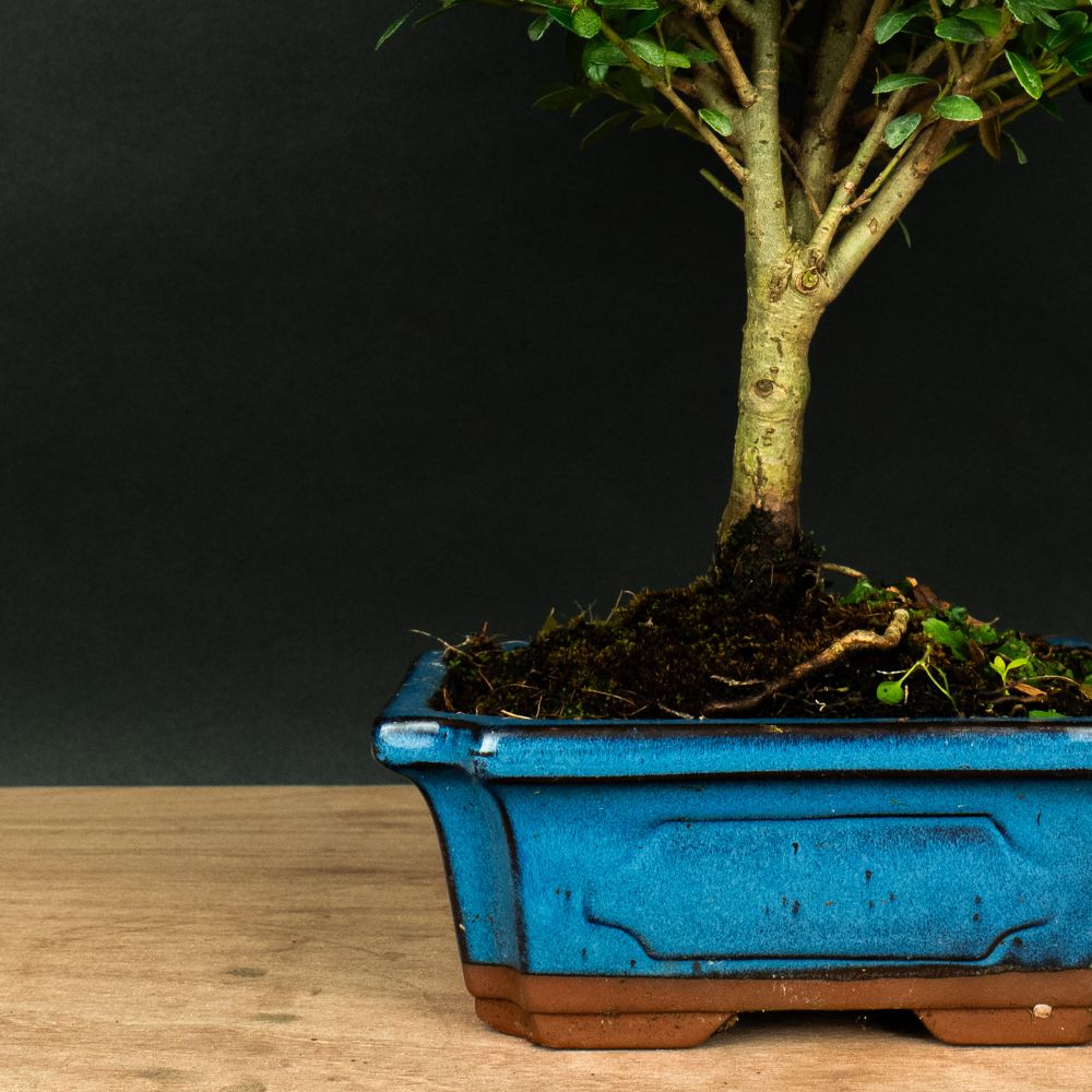 Test bonsai – bonsaiwonder®