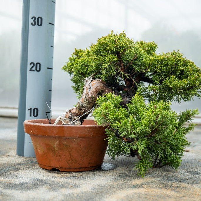 Bonsaiwonder | Japanese bonsai