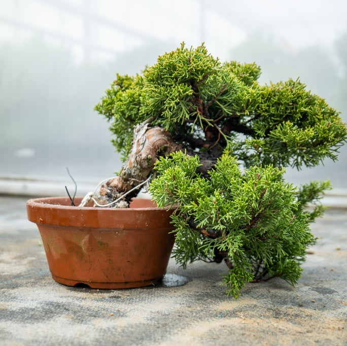 bonsai juniperus chinensis itoigawa Juniperus Chinesis Itoigawa Nr.10