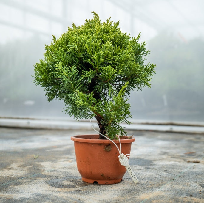 Bonsaiwonder | Japon bonsaisi - Juniperus Chinesis Nr.09