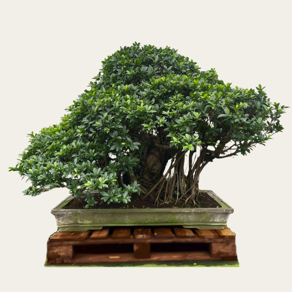 BONSAI出品 Ficus Nr.27 – bonsaiwonder®