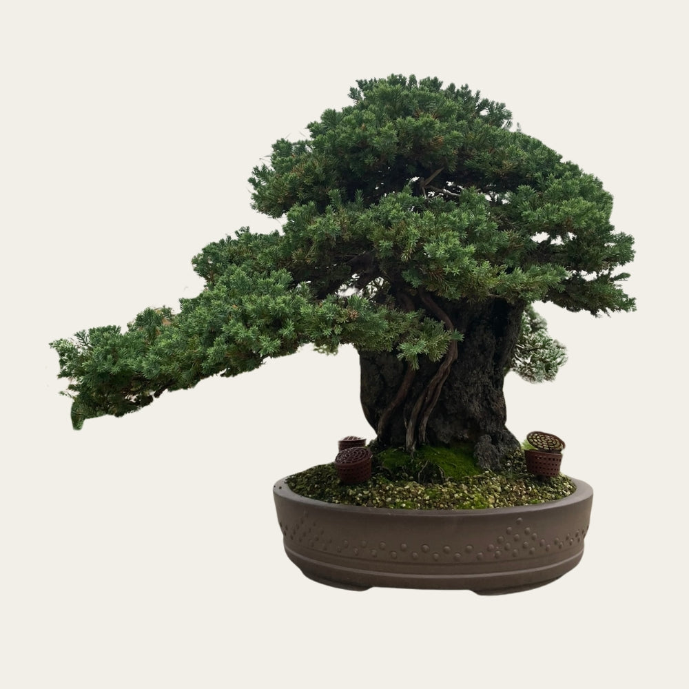 Juniperus Nr.36 - bonsai 25 yaşında - Kayanın üzerinden büyür