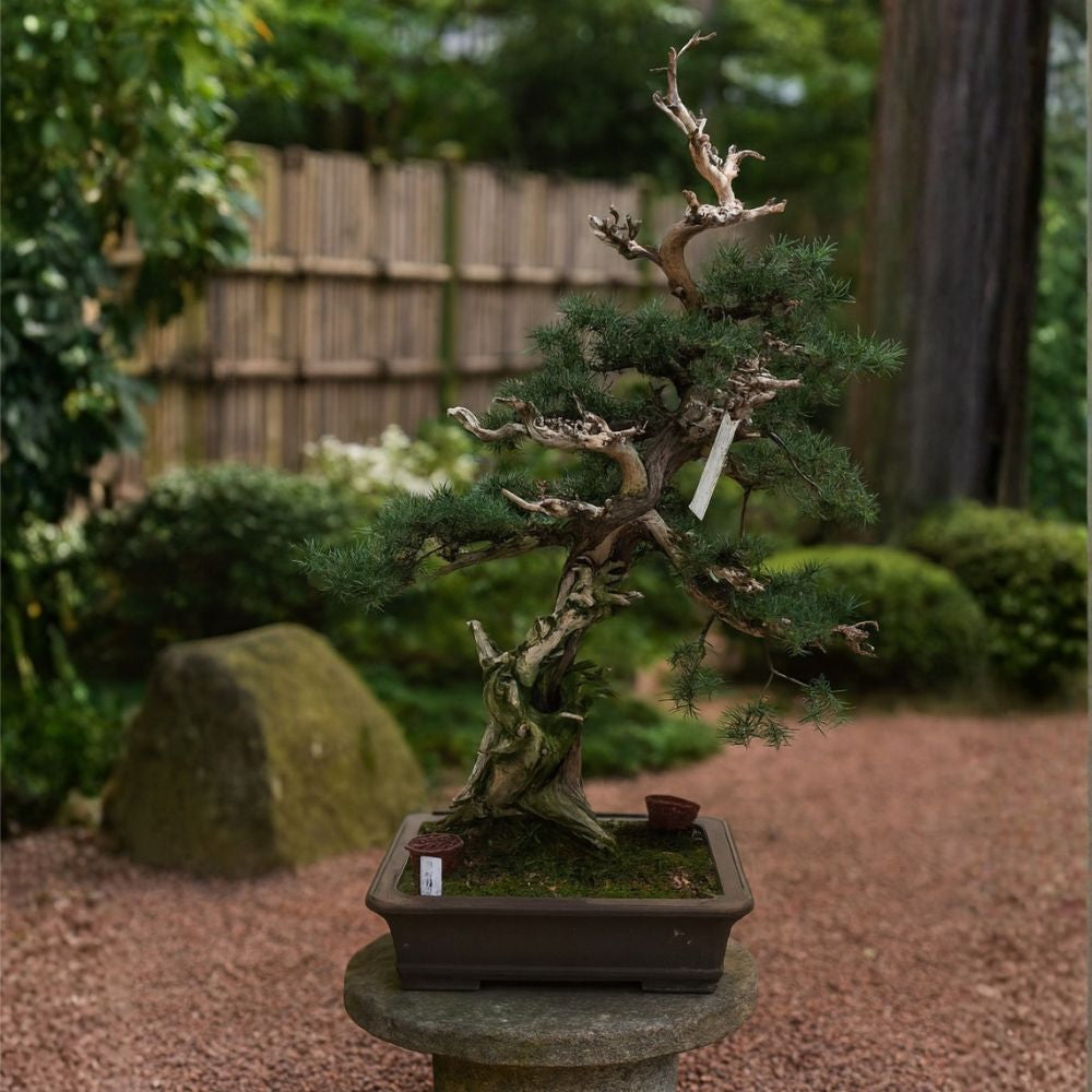 Juniperus Nr.42 - Bonsai 20 years old - unique specimen