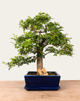 Bonsaj Ligustrum št.47