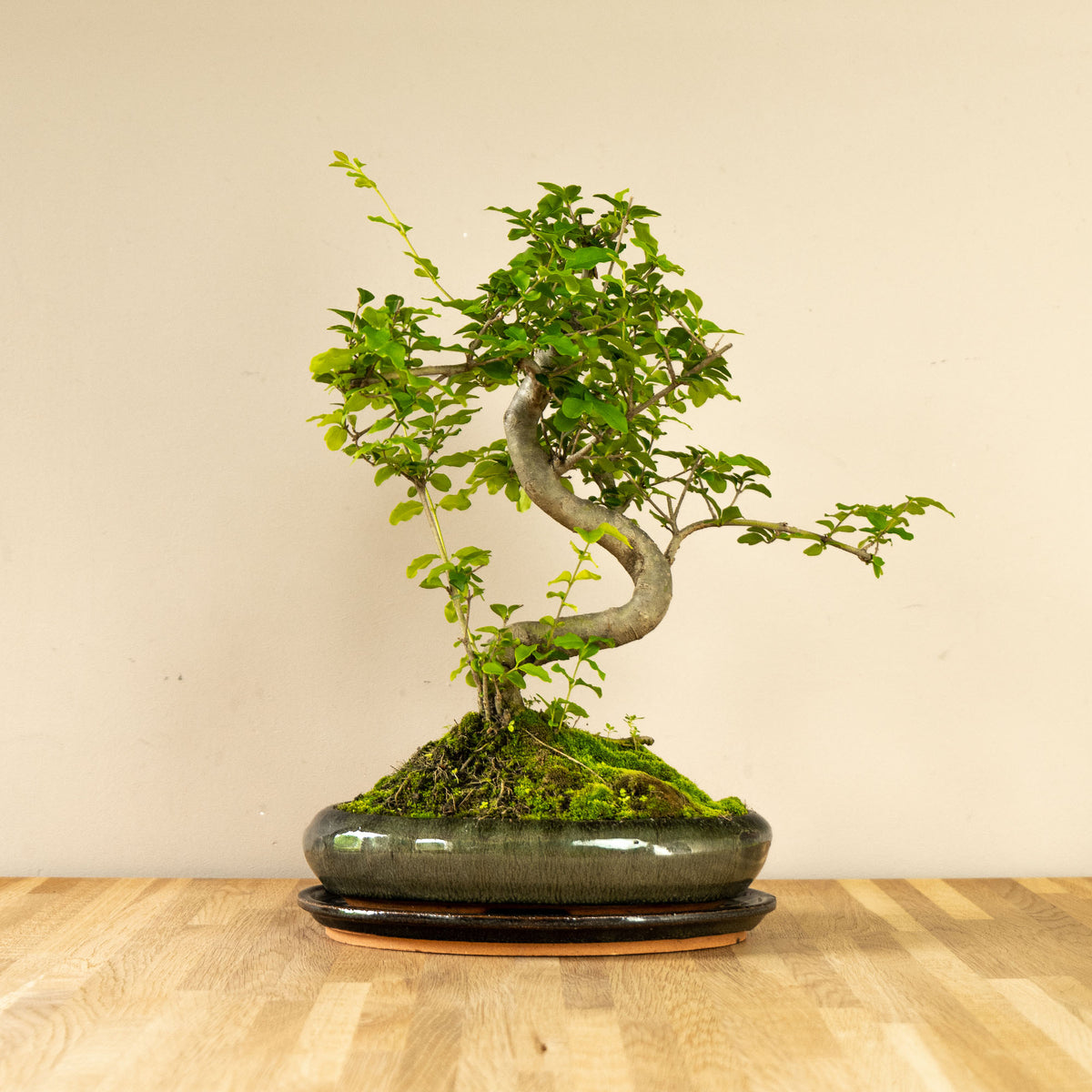bonsai tree