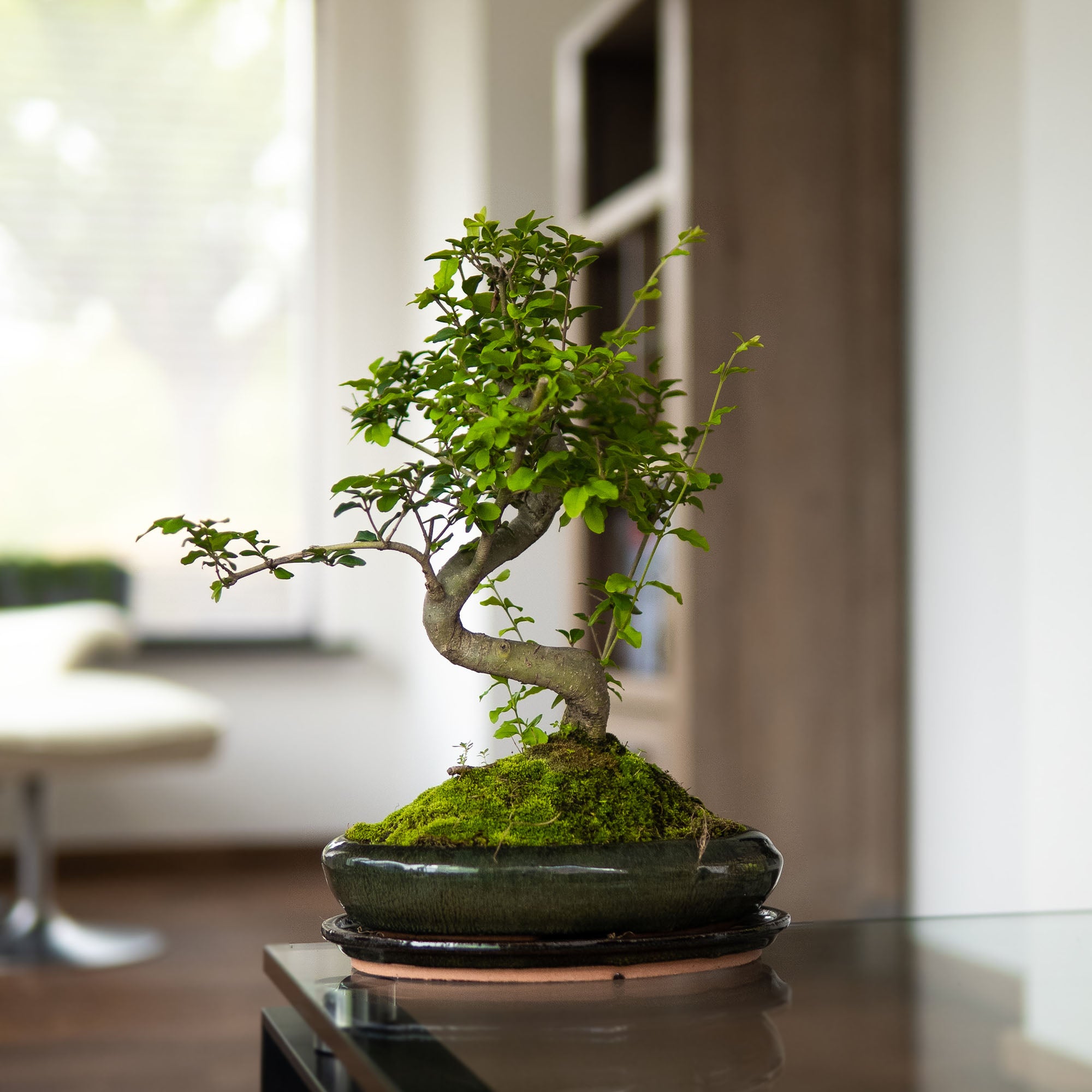 ligustrum bonsai tree care Ligustrum Dai