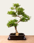 Bonsaj Ligustrum št.50