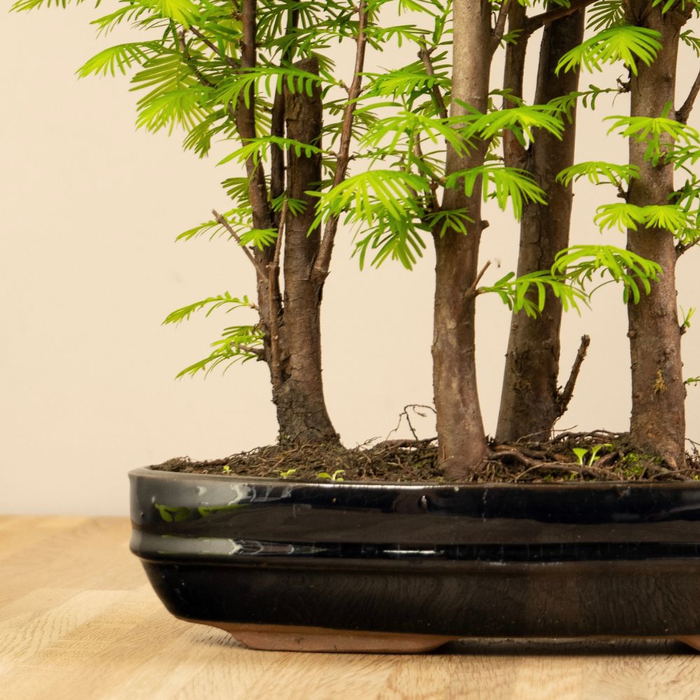 Metasequoia Forest XL