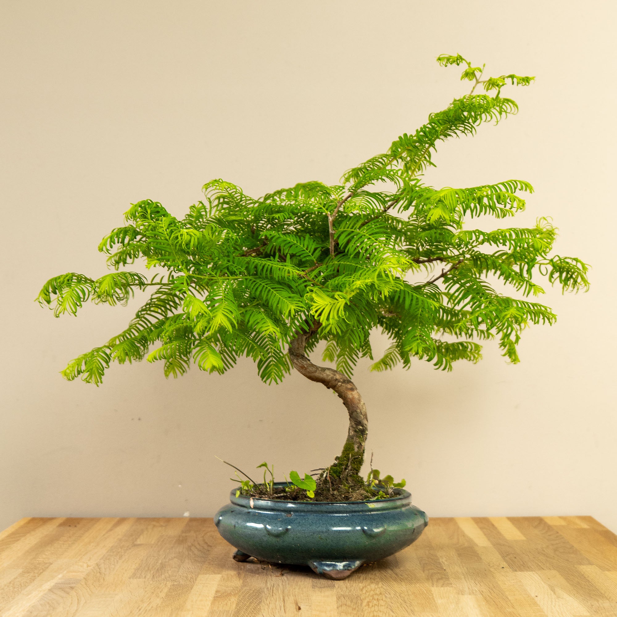 Metasequoia Spiral