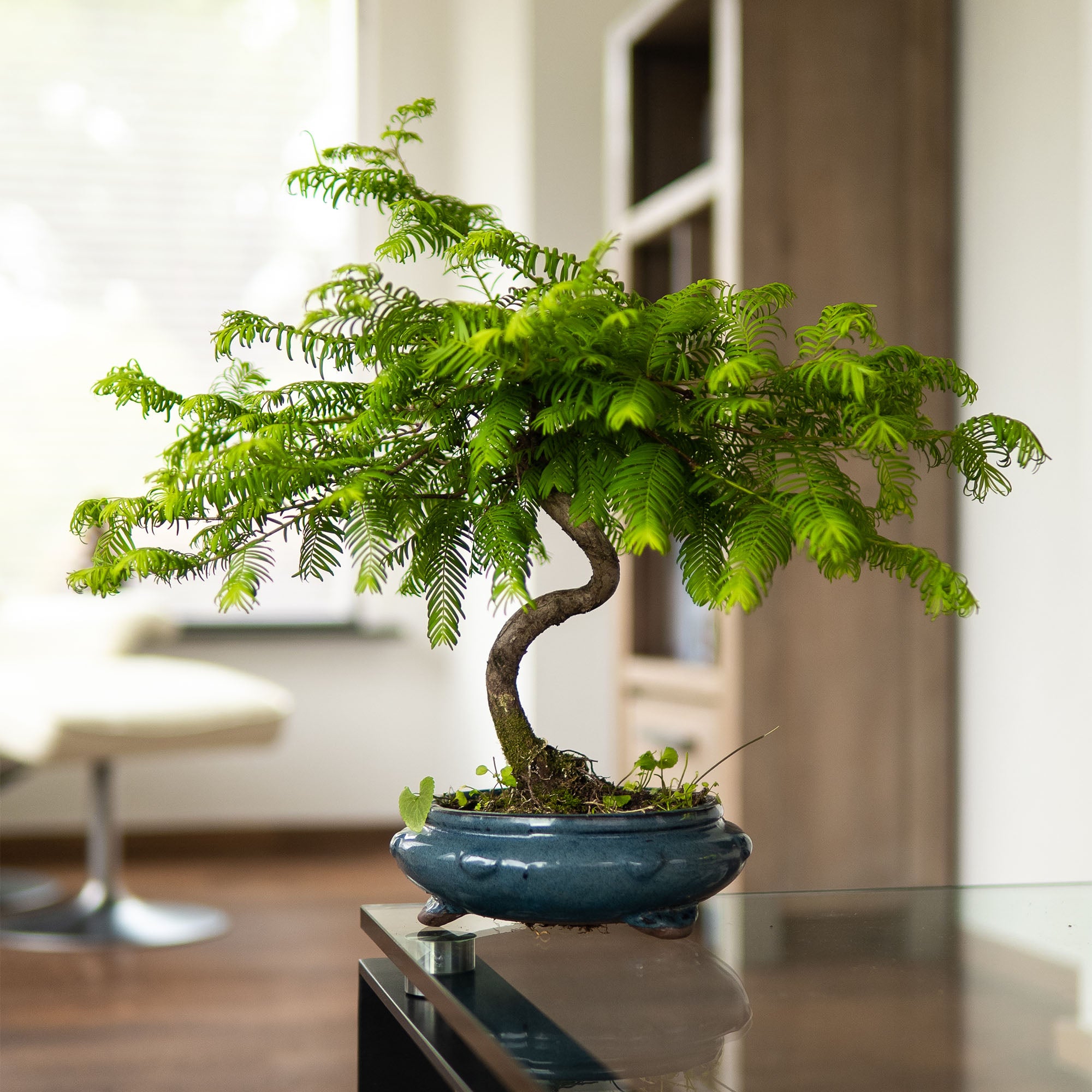 Metasequoia Spiral