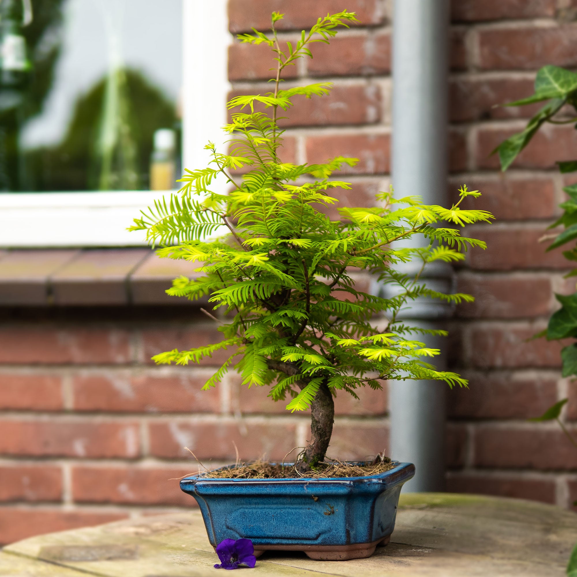 metasequoia bonsai tree Metasequoia Classic