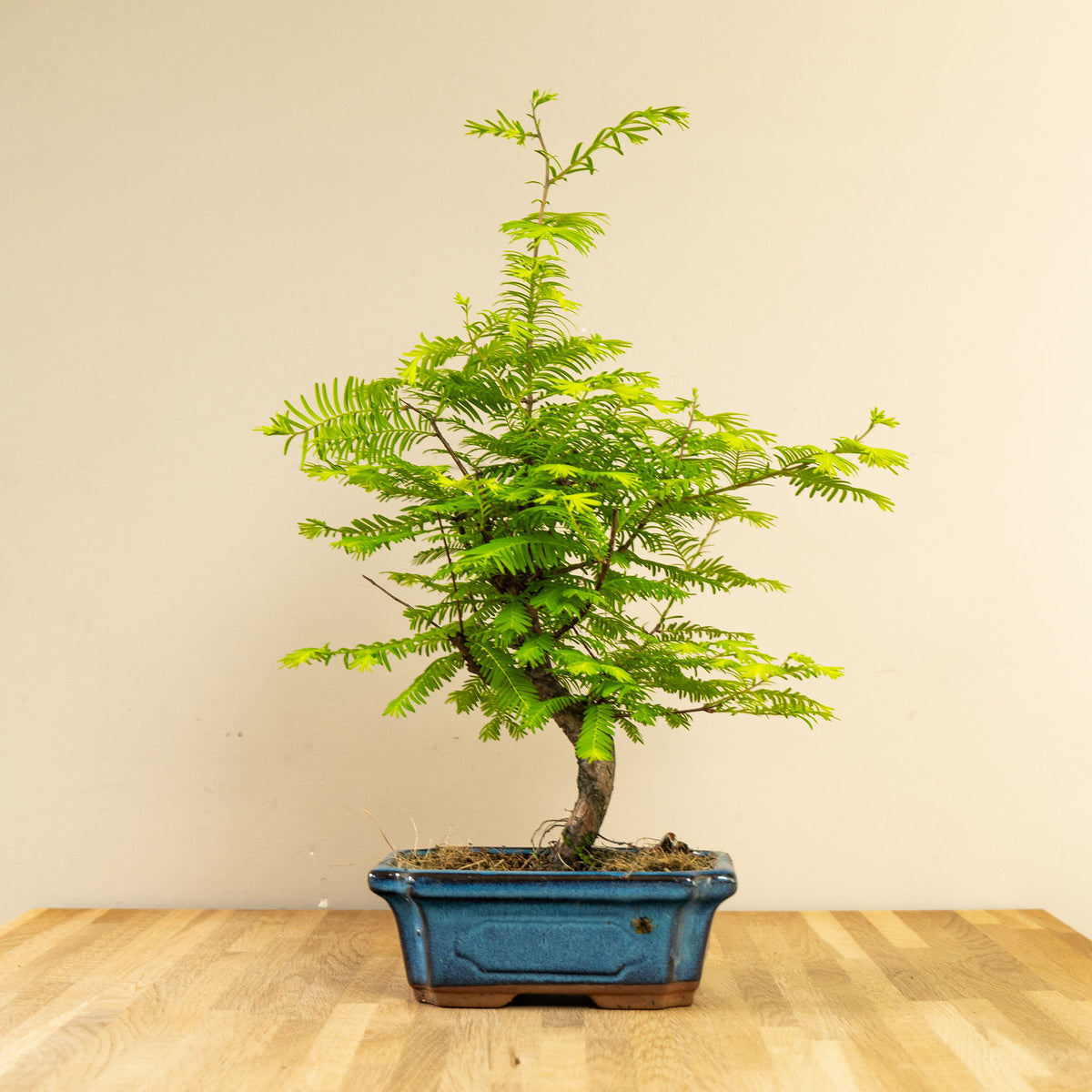 bonsai tree | Metasequoia Classic – bonsaiwonder®