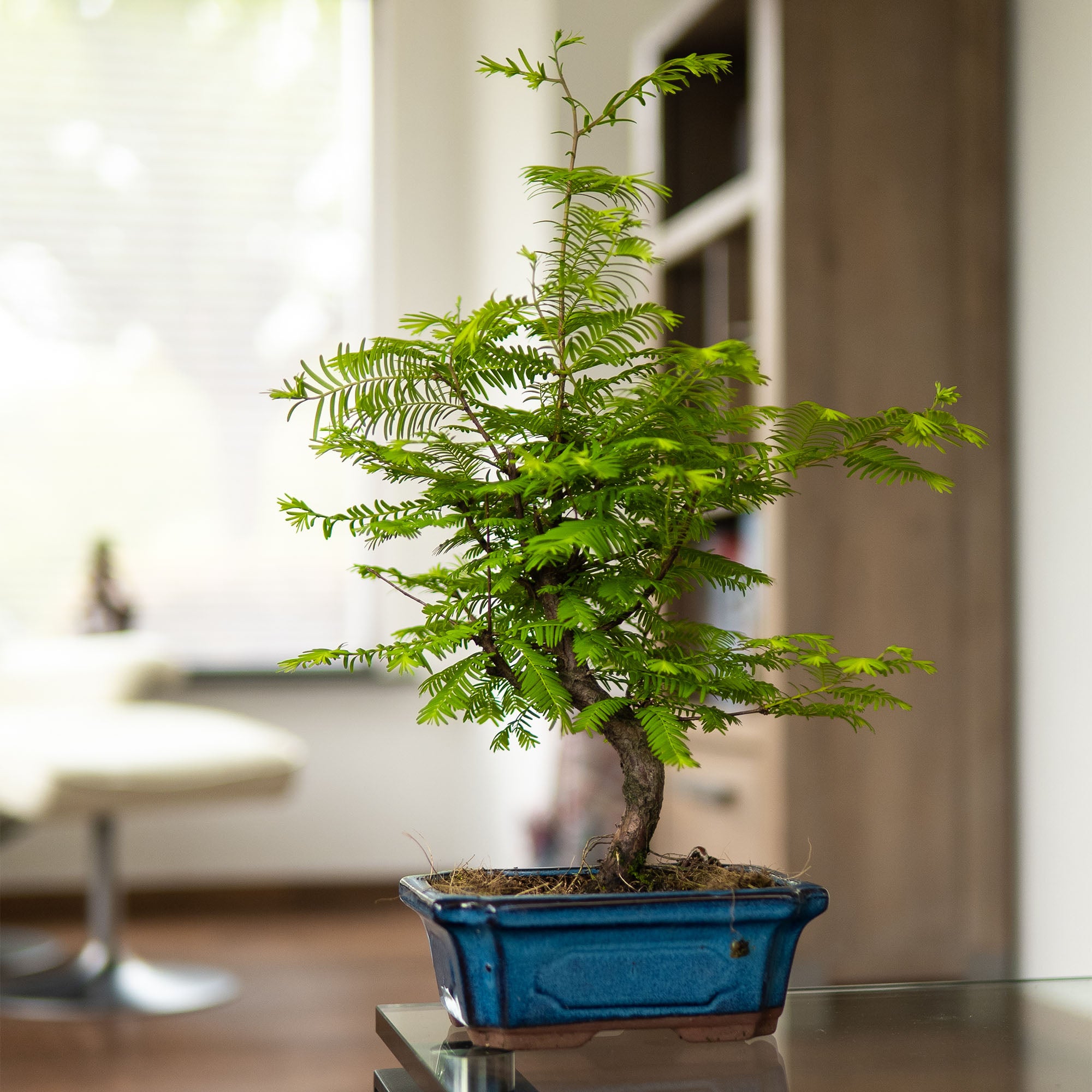 Metasequoia Classic