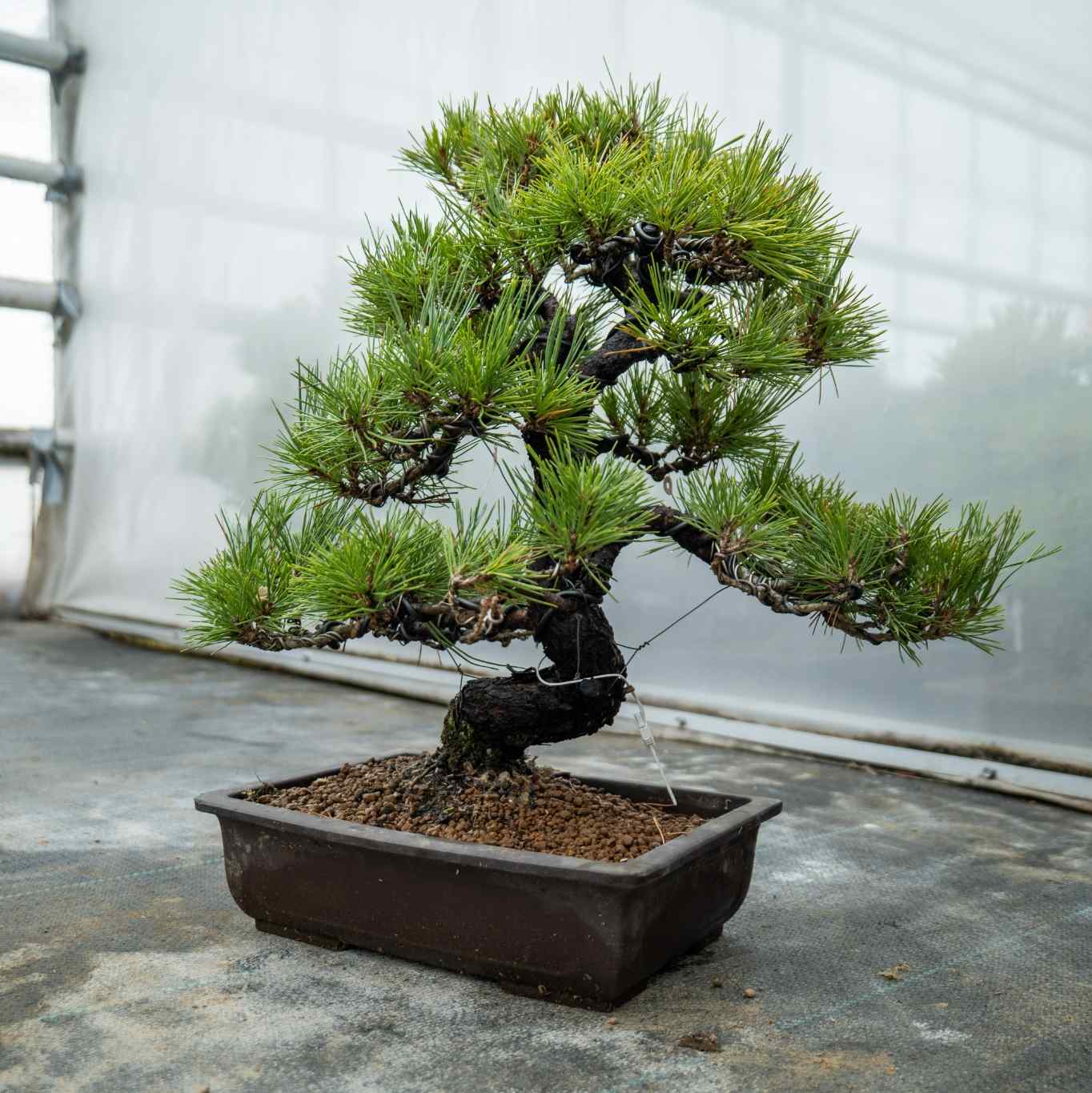 Bonsaiwonder| Japon bonsaisi - Pinus Thunbergii Nr.02 – bonsaiwonder®