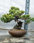 Pinus Parviflora Nr.11