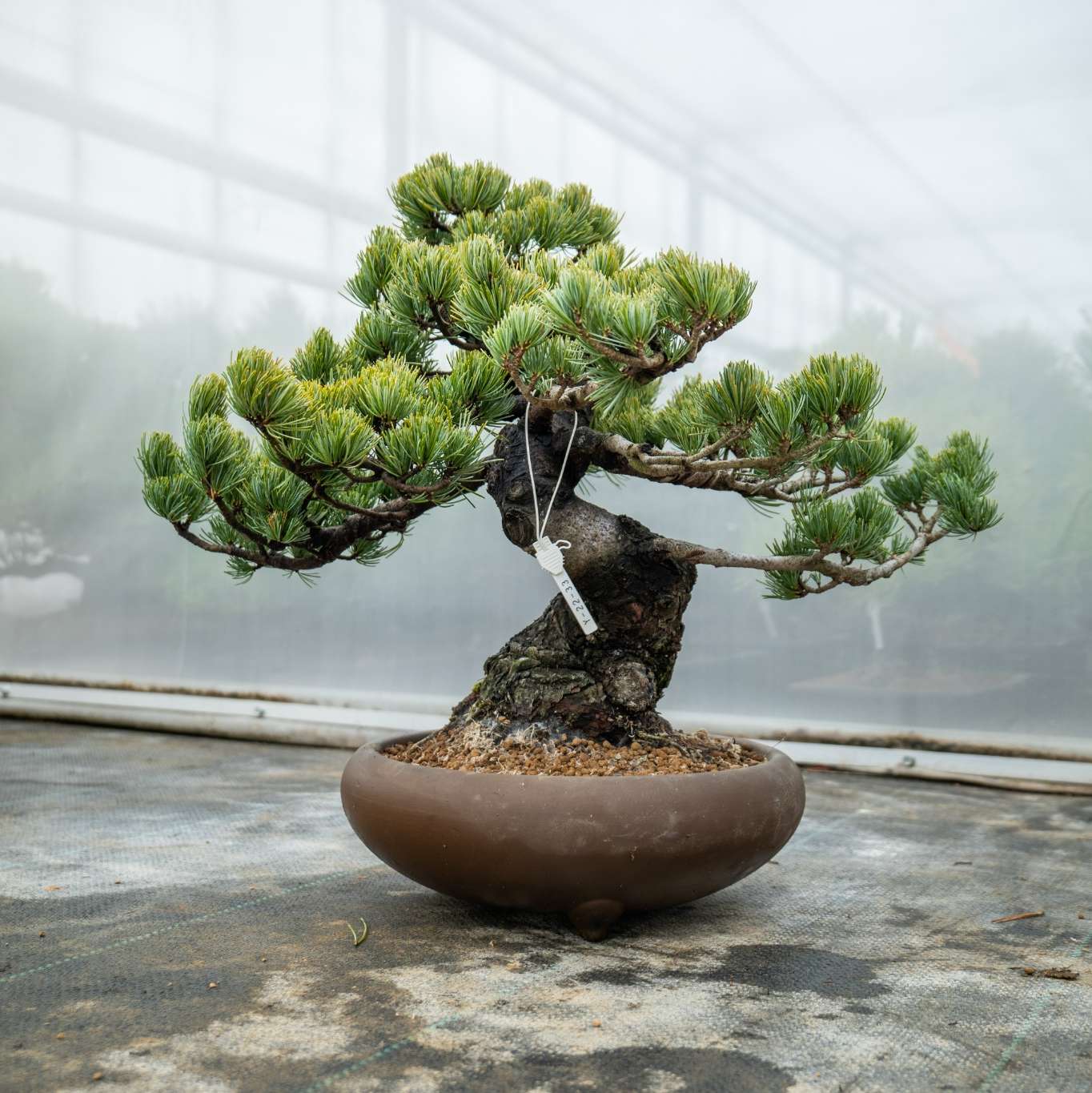 Bonsaiwonder | Japanse Bonsai - Pinus Parviflora Nr.11