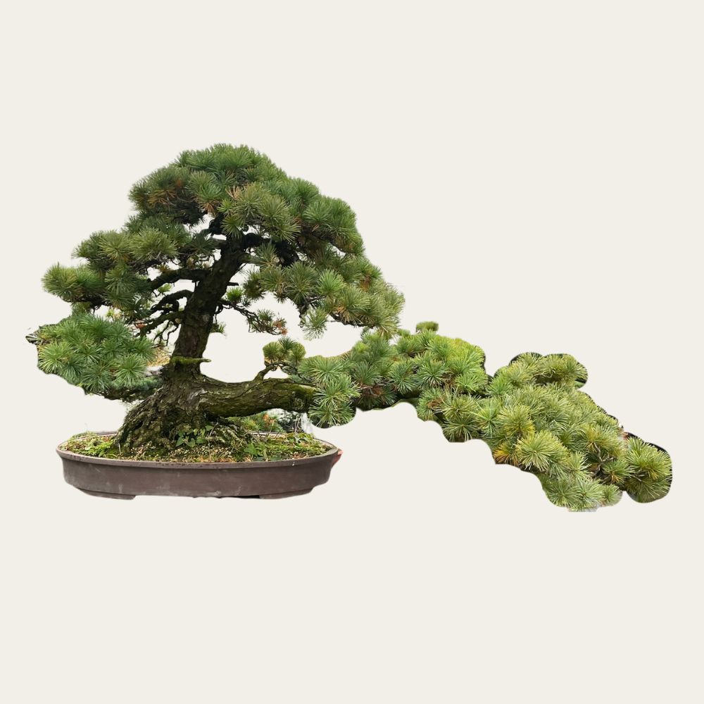 Pinus Nr.33 – 35 Jahre alter bonsai – Einzigartiger horizontaler Stamm –  bonsaiwonder®