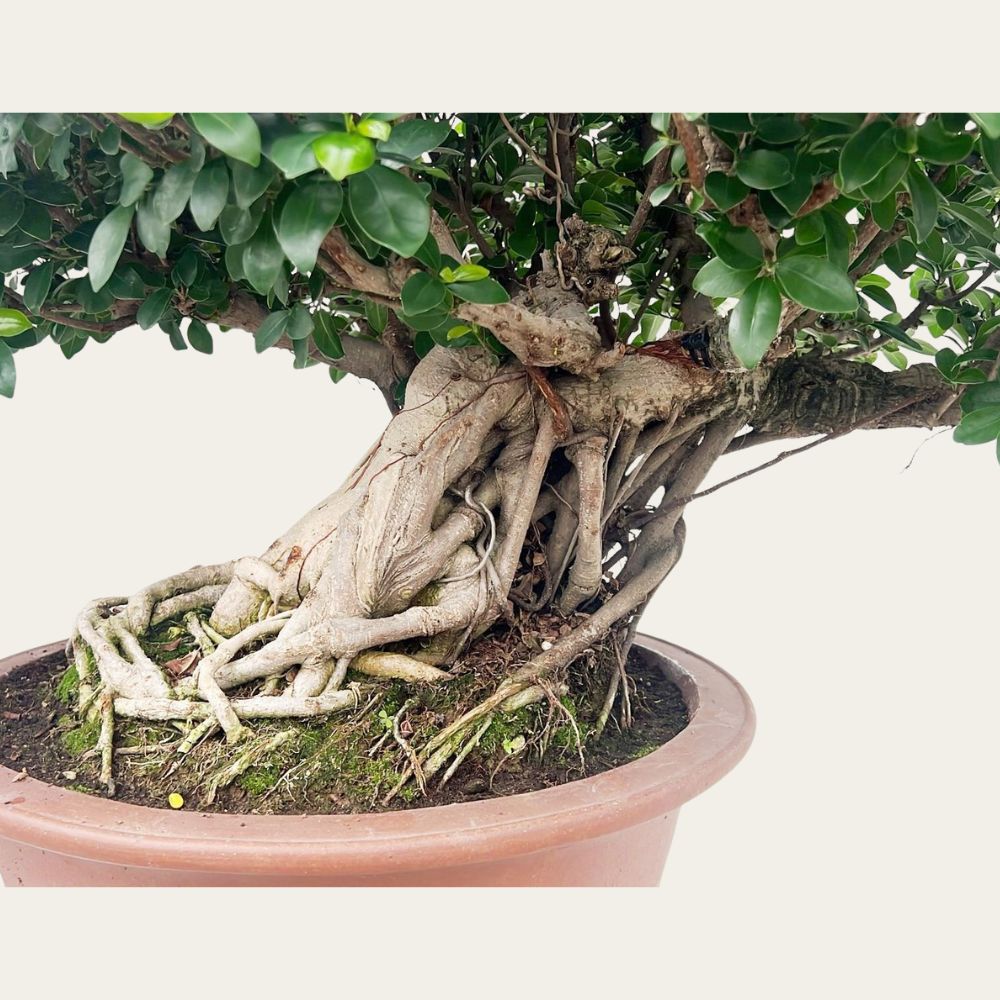 ginseng bonsai gondozása Ficus Nr.44