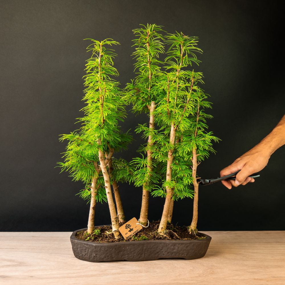 Pseudolarix Forest XL - 27 years old - outdoor bonsai