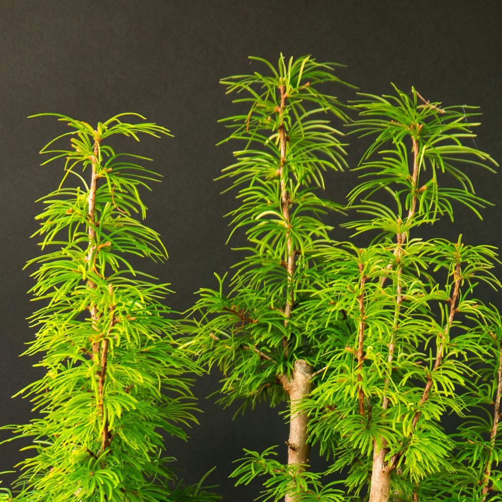 Pseudolarix Forest XL