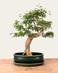 Bonsai Sesbania n.º 46