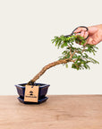 Bonsai de Sesbania N.º48