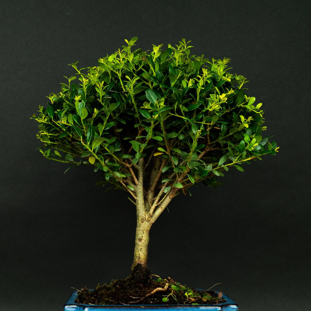 Test bonsai – bonsaiwonder®