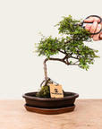 Bonsaj Zelkova št.49