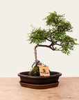 Bonsaj Zelkova št.49