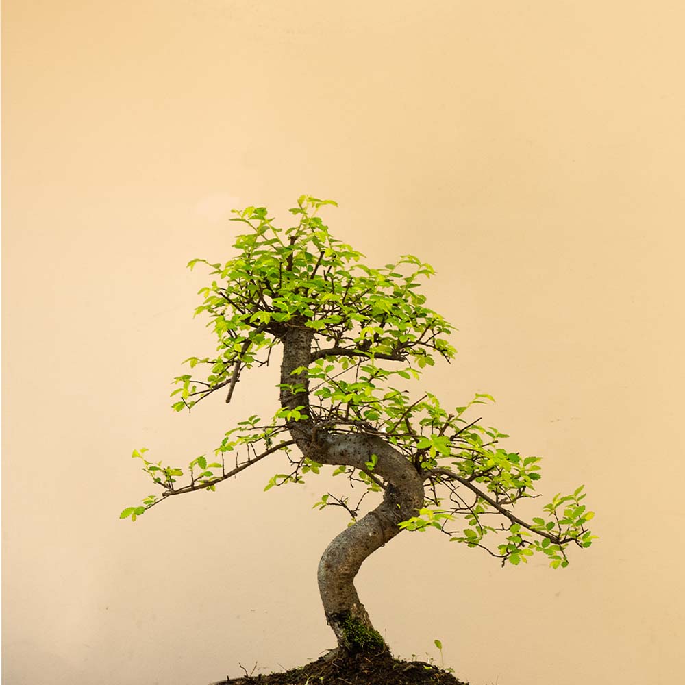 Bonsaiwonder | Zelkova Dai - iç ve dış mekân bonsai – bonsaiwonder®