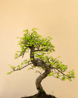 Zelkova Dai
