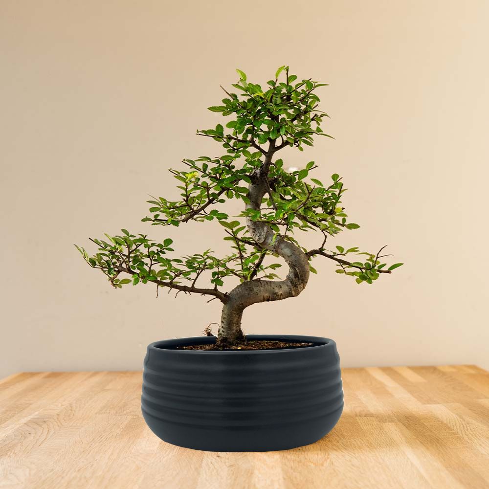 BONSAI出品 Zelkova Marui - Bonsai boom voor binnen - 14 jaar oud - Gratis